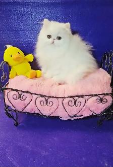 Exquisite Registered Persian Kittens - Photo 9