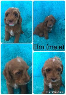 8 Cockapoo Puppies ready Easter weekend