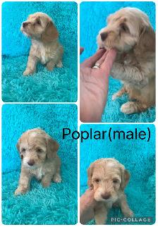 8 Cockapoo Puppies ready Easter weekend - Photo 2