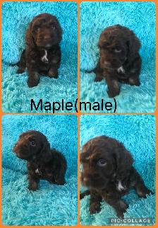 8 Cockapoo Puppies ready Easter weekend - Photo 3