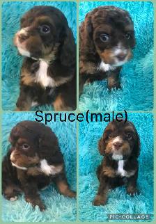 8 Cockapoo Puppies ready Easter weekend - Photo 4