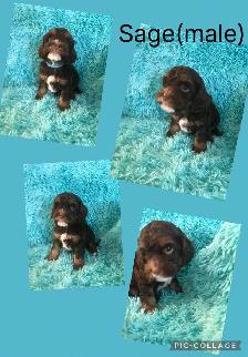 8 Cockapoo Puppies ready Easter weekend - Photo 5