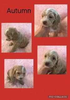 8 Cockapoo Puppies ready Easter weekend - Photo 6