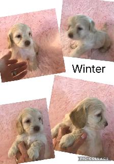 8 Cockapoo Puppies ready Easter weekend - Photo 7