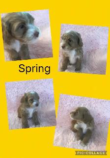 8 Cockapoo Puppies ready Easter weekend - Photo 8