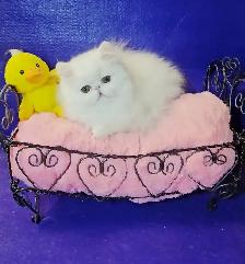 Purebred Registered Persian Kittens