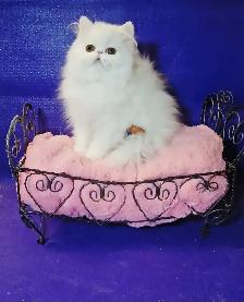 Purebred Registered Persian Kittens - Photo 2