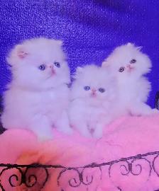 Purebred Registered Persian Kittens - Photo 3