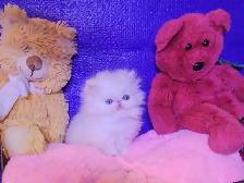 Purebred Registered Persian Kittens - Photo 4