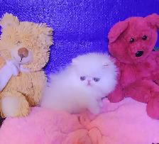 Purebred Registered Persian Kittens - Photo 7