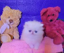 Purebred Registered Persian Kittens - Photo 8