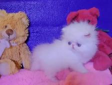 Stunning Registered Persian Kittens - Photo 9