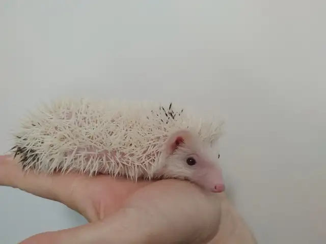 ♥Introducing Yeti Baby boy hedgehog! Habitats Delivery Inclusion