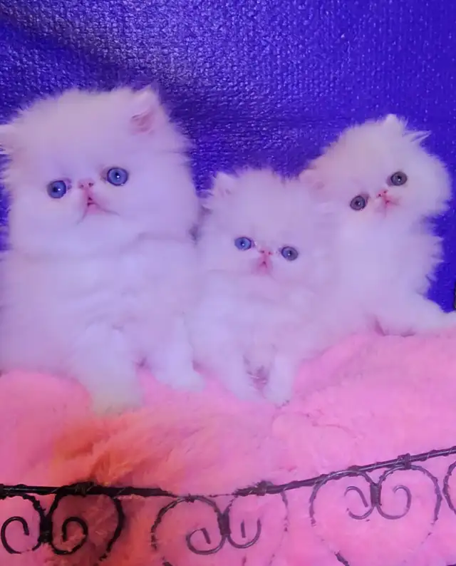 Quality Pedigreed Persian Kittens