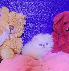 Quality Pedigreed Persian Kittens - Photo 2