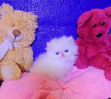 Quality Pedigreed Persian Kittens - Photo 3
