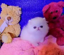 Quality Pedigreed Persian Kittens - Photo 4