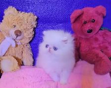 Quality Pedigreed Persian Kittens - Photo 7
