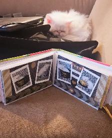 Quality Pedigreed Persian Kittens - Photo 10