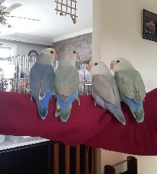 beaux bébés inséparables roseicollis nourrient à la main