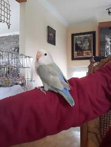 beaux bébés inséparables roseicollis nourrient à la main - Photo 2