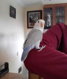 beaux bébés inséparables roseicollis nourrient à la main - Photo 3