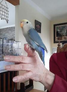 beaux bébés inséparables roseicollis nourrient à la main - Photo 4