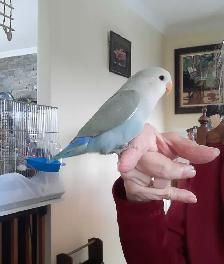 beaux bébés inséparables roseicollis nourrient à la main - Photo 5