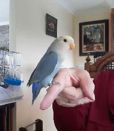 beaux bébés inséparables roseicollis nourrient à la main - Photo 6