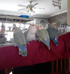 beaux bébés inséparables roseicollis nourrient à la main - Photo 7