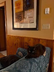 LOST CAT - DEVON REX - CRESCENT HEIGHTS - Photo 2