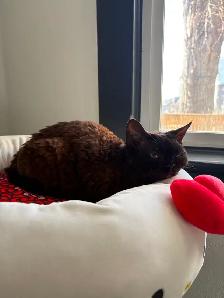 LOST CAT - DEVON REX - CRESCENT HEIGHTS - Photo 3