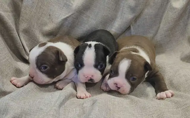 Beautiful Boston Terrier Puppies