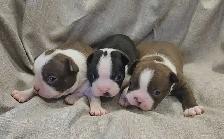 Beautiful Boston Terrier Puppies
