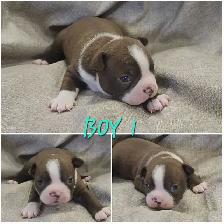 Beautiful Boston Terrier Puppies - Photo 2