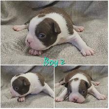 Beautiful Boston Terrier Puppies - Photo 3