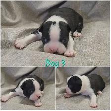 Beautiful Boston Terrier Puppies - Photo 4