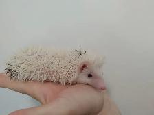 ♥Introducing Yeti Baby boy hedgehog! Habitats Delivery Inclusion
