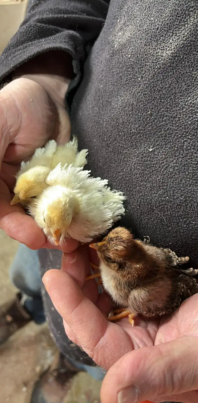 Poussins de poules frisées