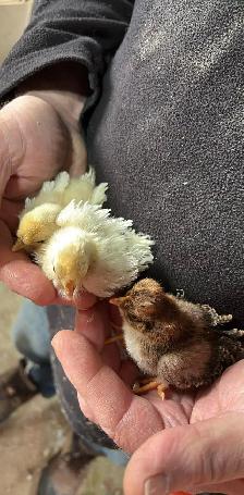 Poussins de poules frisées