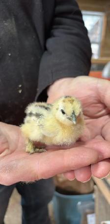 Poussins de poules frisées - Photo 2