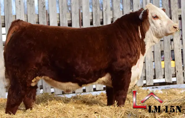 Hereford Yearling and 2 Year Old Bulls