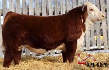 Hereford Yearling and 2 Year Old Bulls