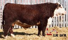 Hereford Yearling and 2 Year Old Bulls - Photo 2