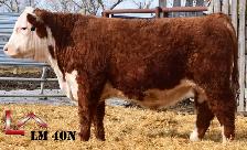 Hereford Yearling and 2 Year Old Bulls - Photo 3