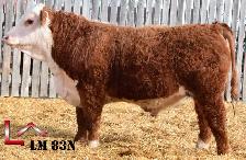 Hereford Yearling and 2 Year Old Bulls - Photo 4