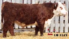 Hereford Yearling and 2 Year Old Bulls - Photo 5
