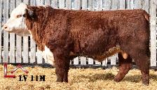 Hereford Yearling and 2 Year Old Bulls - Photo 6