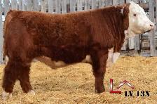 Hereford Yearling and 2 Year Old Bulls - Photo 7