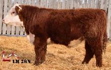 Hereford Yearling and 2 Year Old Bulls - Photo 9